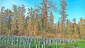 Eimeldingen: IG Eimeldingen bietet Kurse zum Thema Bäume an